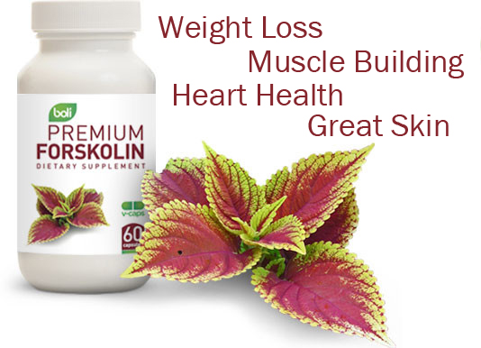 forskolin, wholesale forskolin